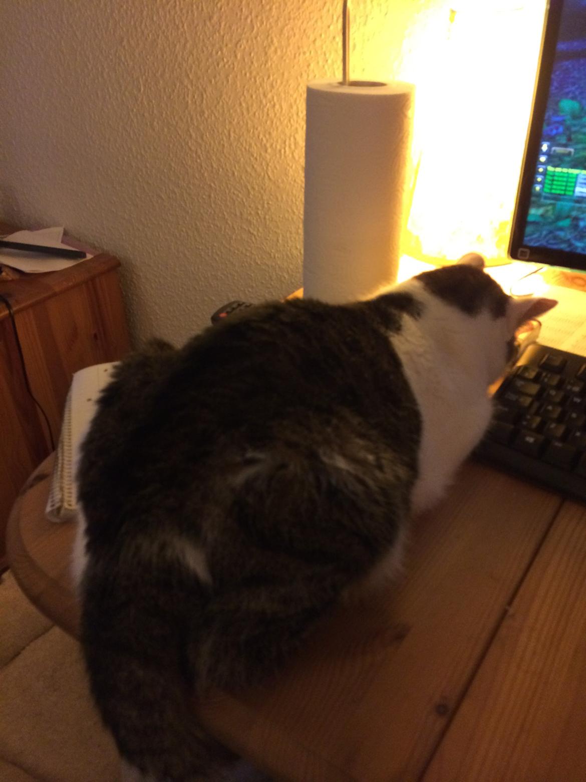 Huskat Ludvig billede 4