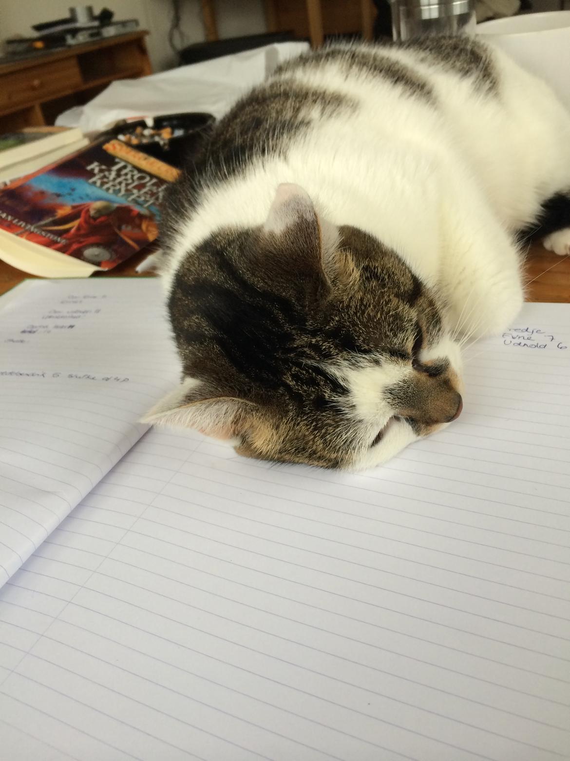 Huskat Ludvig billede 5