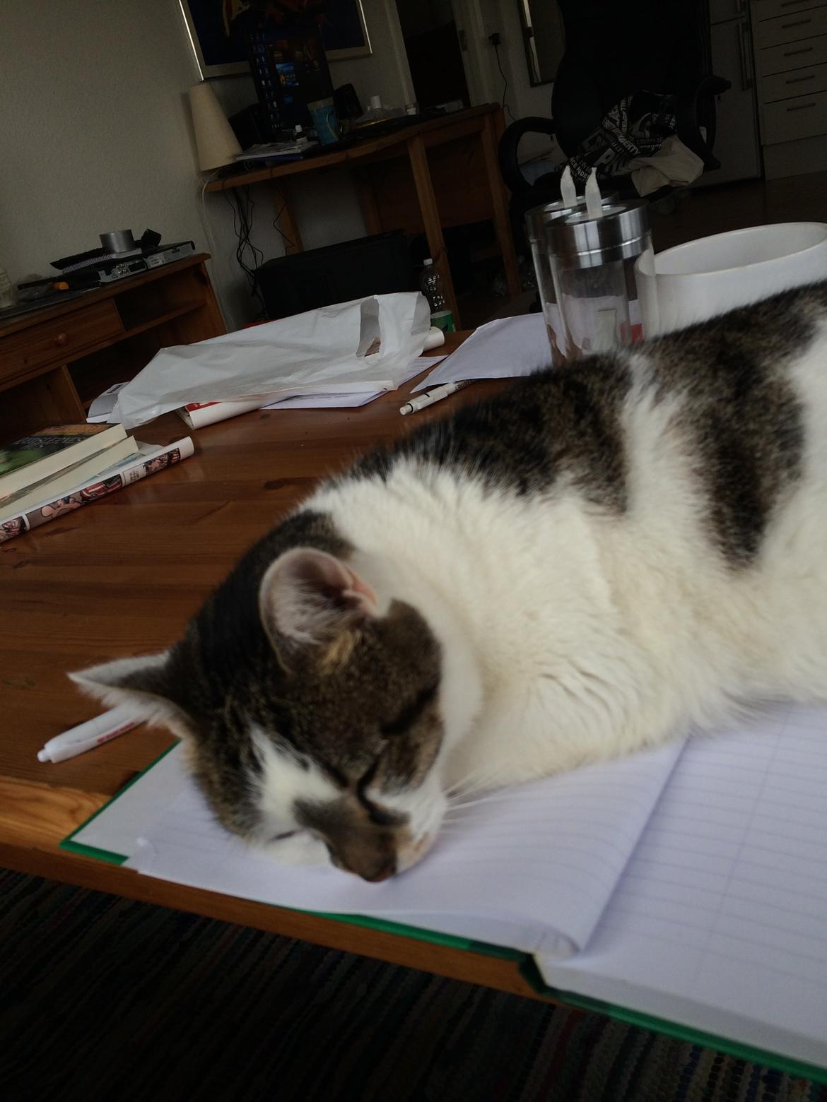 Huskat Ludvig billede 7