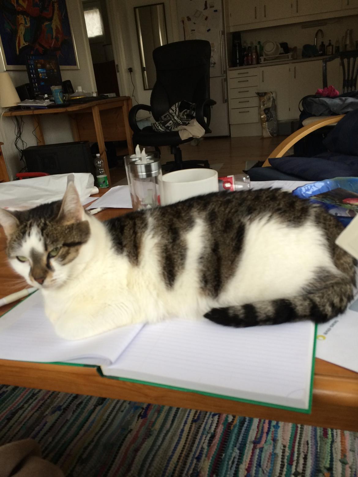 Huskat Ludvig billede 6