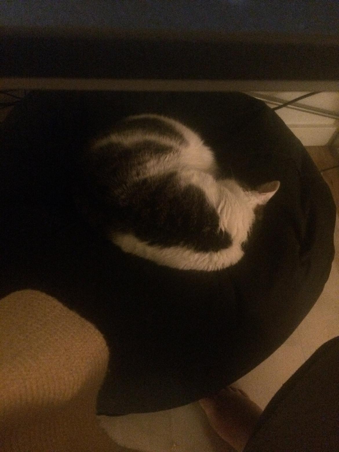 Huskat Ludvig billede 9