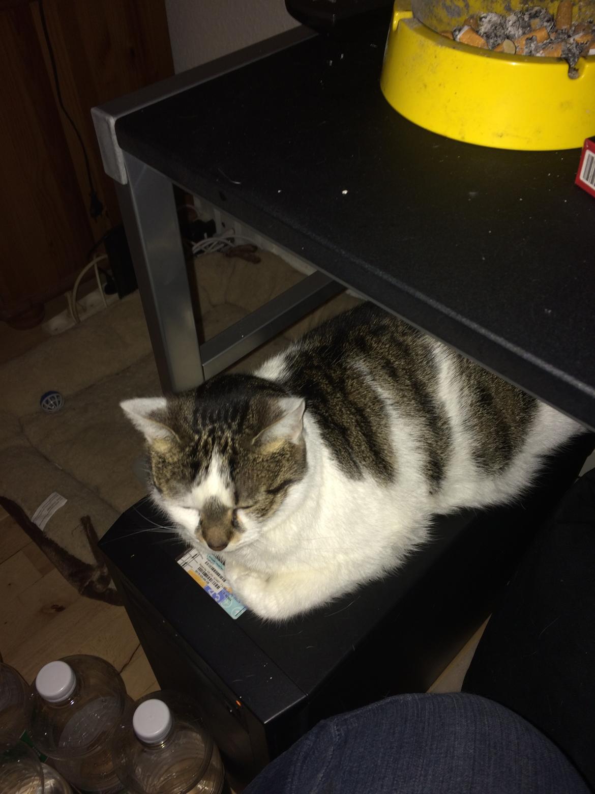 Huskat Ludvig billede 10