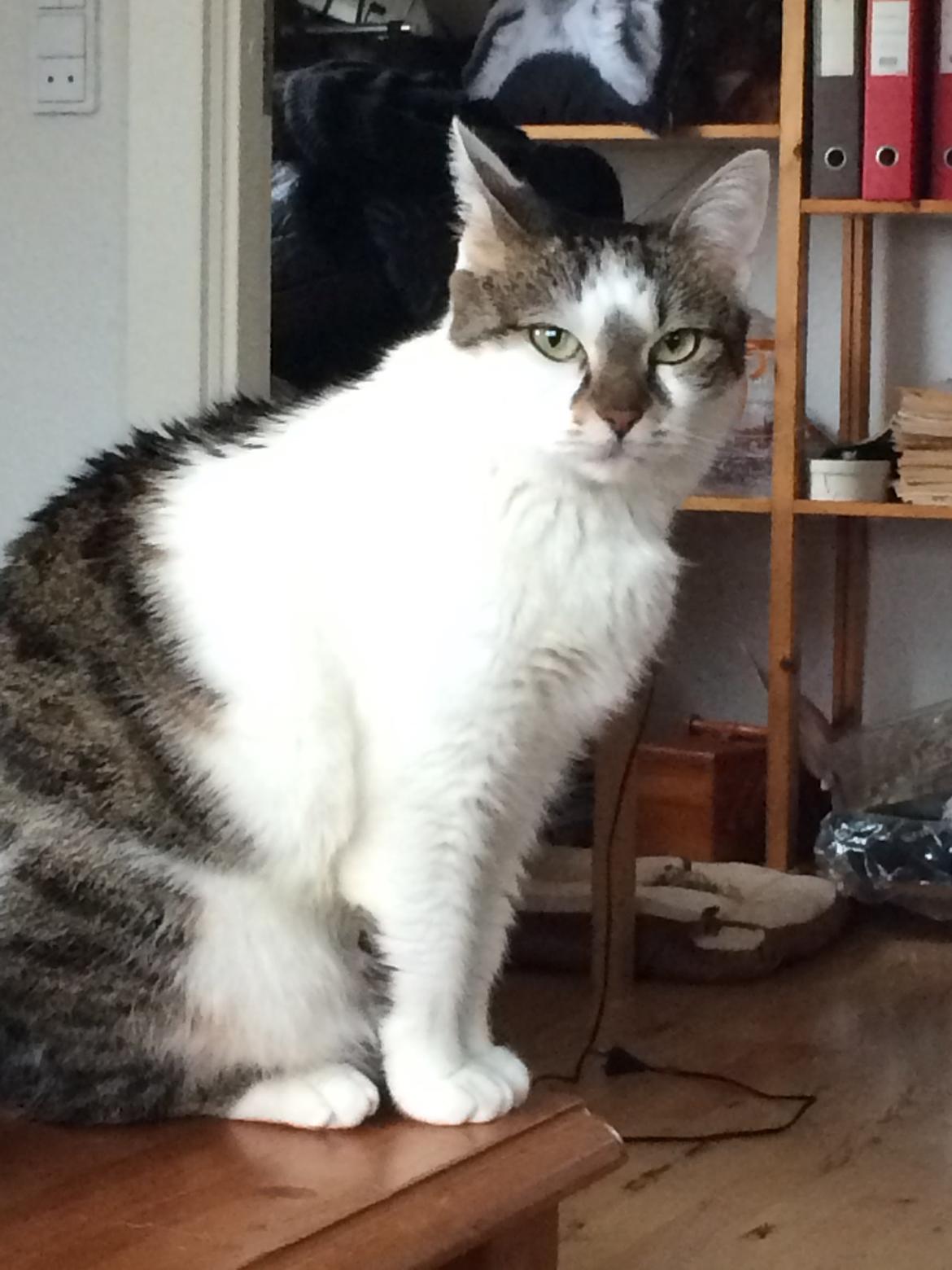 Huskat Ludvig billede 11