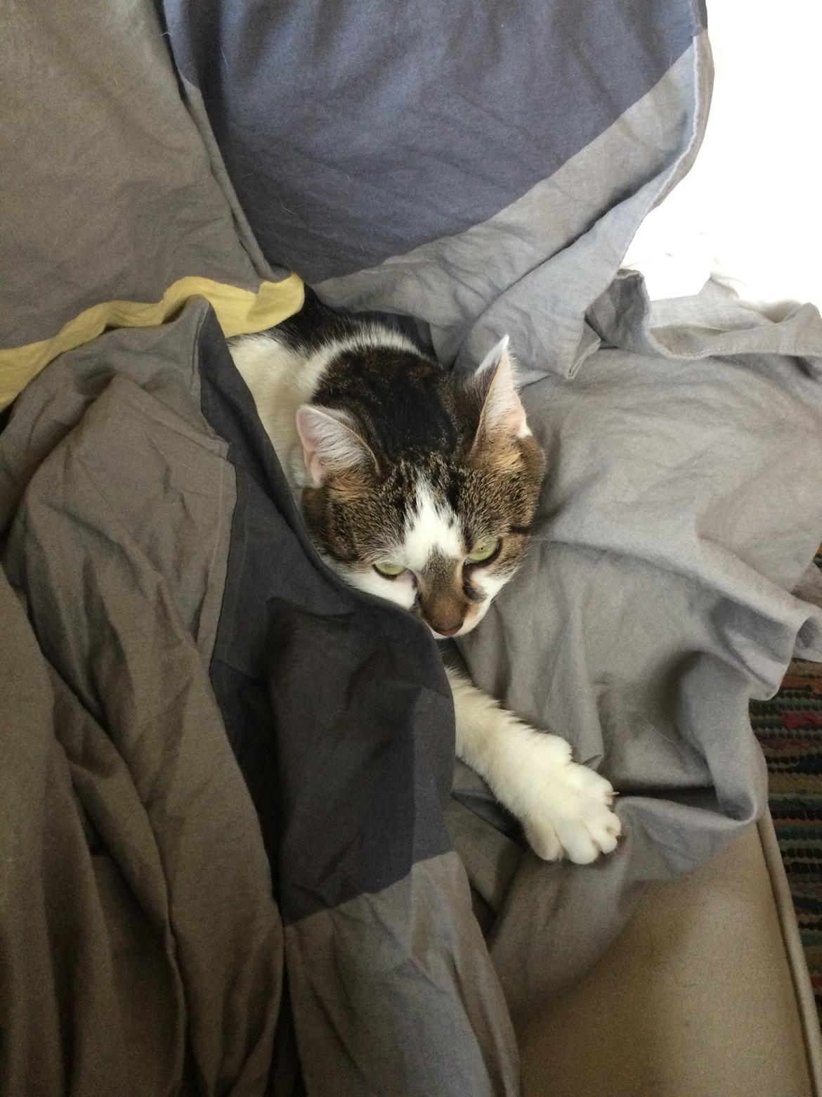 Huskat Ludvig billede 12