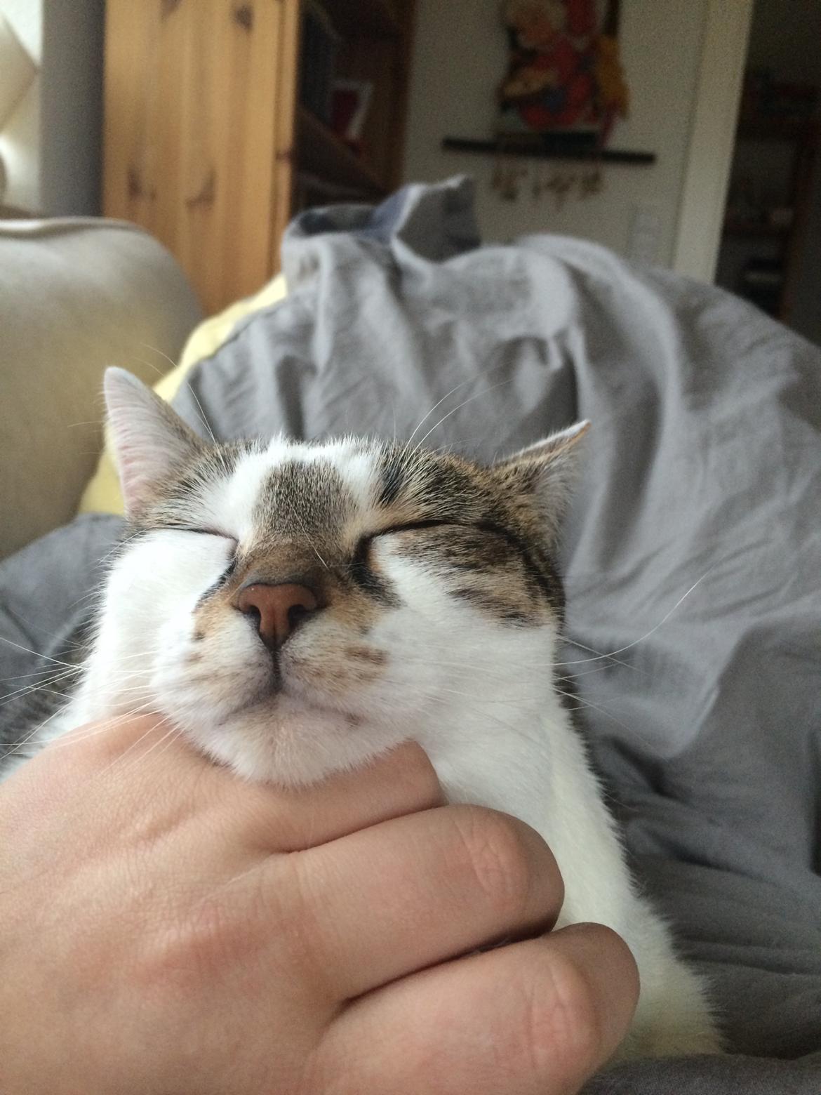 Huskat Ludvig - der bliver sovet på hånden billede 13