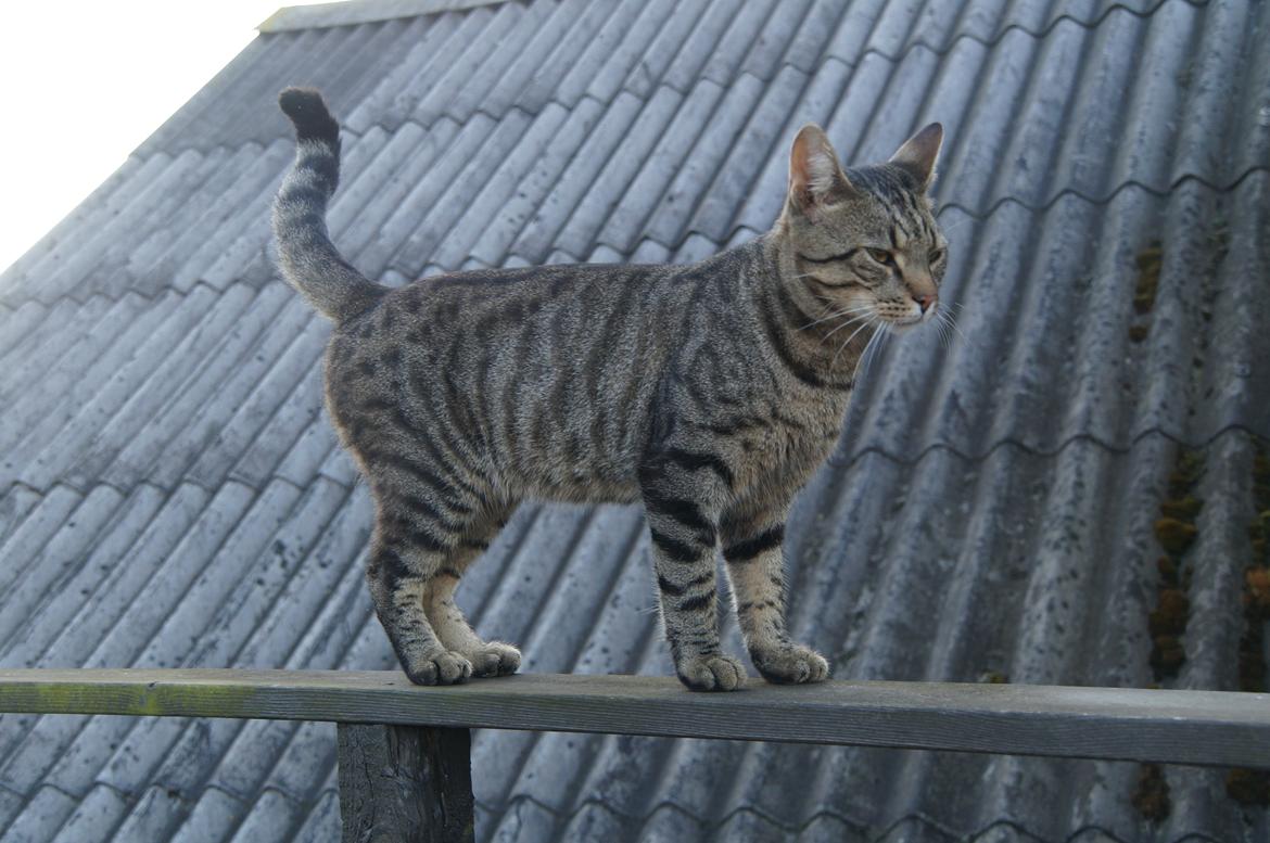 Blanding af racer † Milo † billede 1