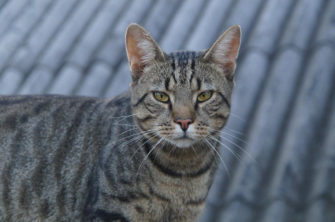 Blanding af racer † Milo † billede 3