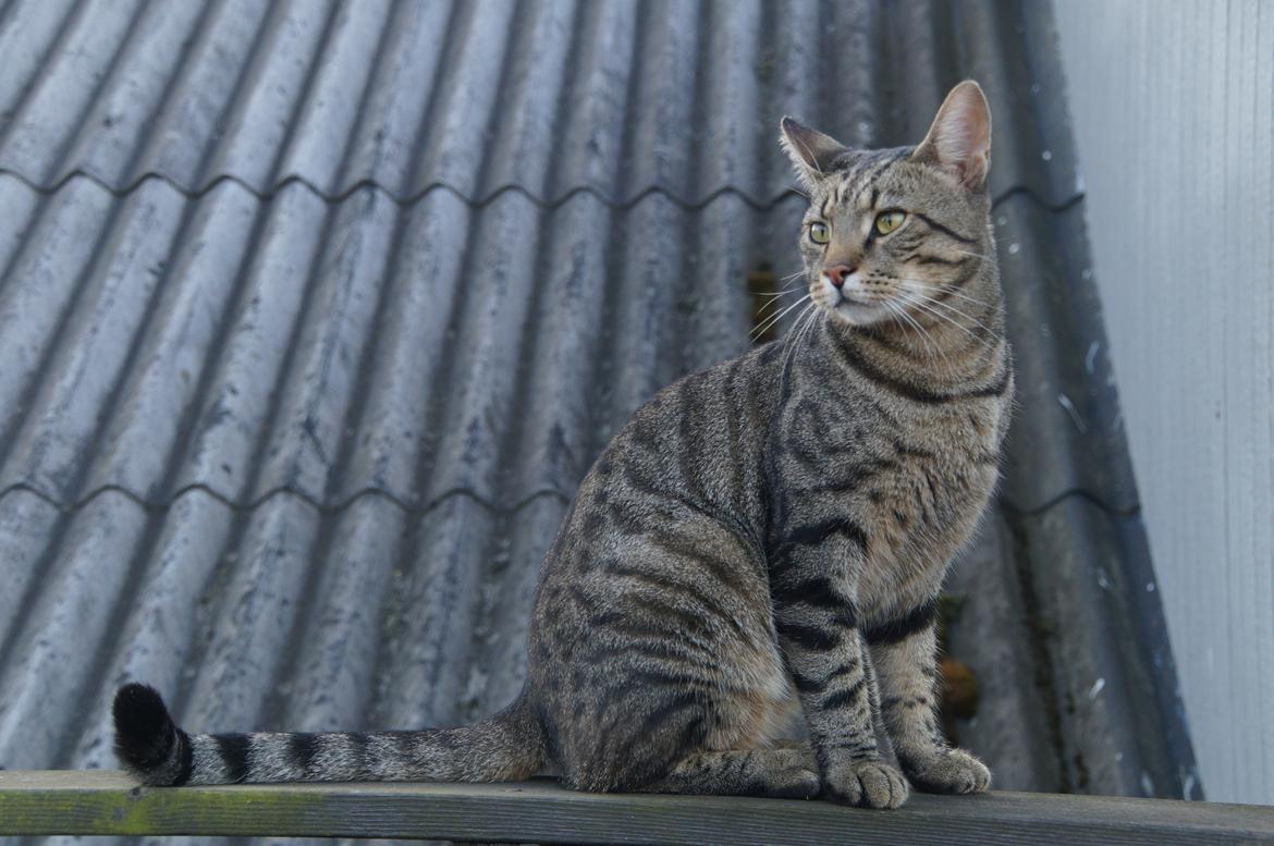 Blanding af racer † Milo † billede 4