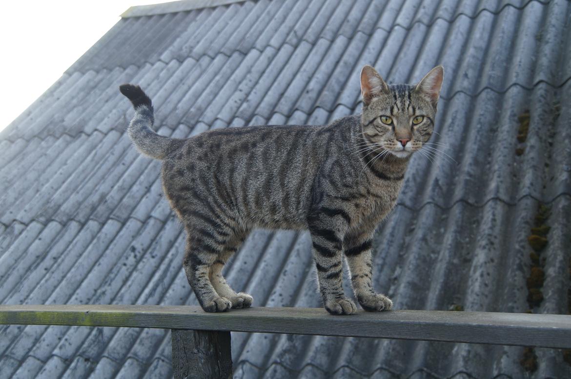 Blanding af racer † Milo † billede 2