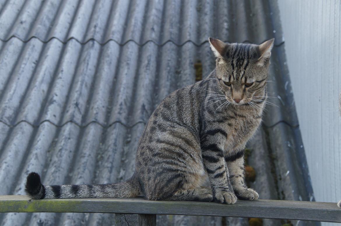 Blanding af racer † Milo † billede 5