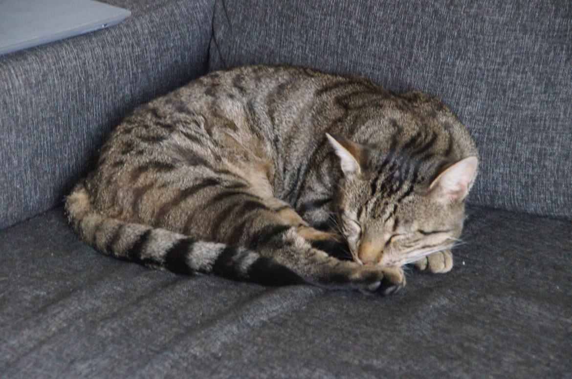 Blanding af racer † Milo † billede 6