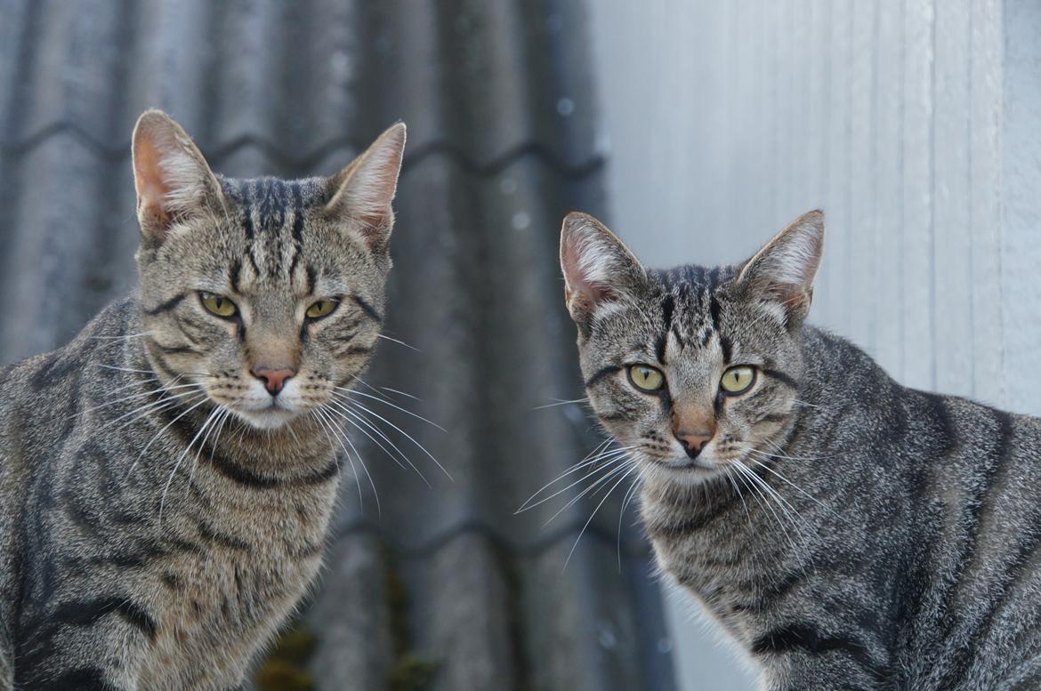 Blanding af racer † Milo † - Milo og min anden kat Felix billede 7