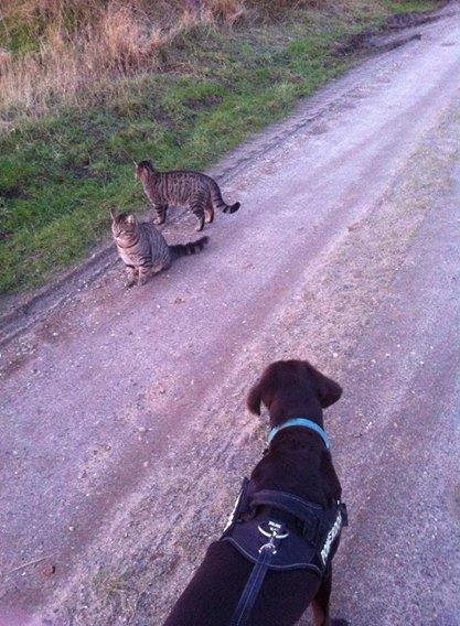 Blanding af racer † Milo † - Milo, Felix og Max billede 8