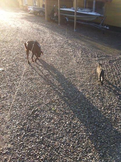 Blanding af racer † Milo † - Milo og max billede 10