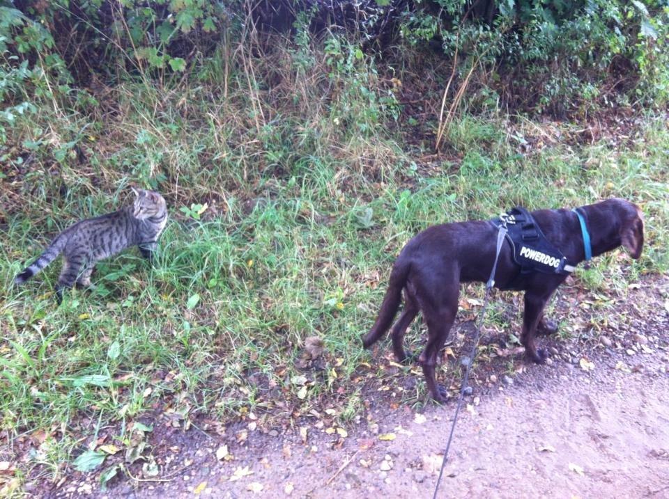 Blanding af racer † Milo † - Milo og Max billede 11