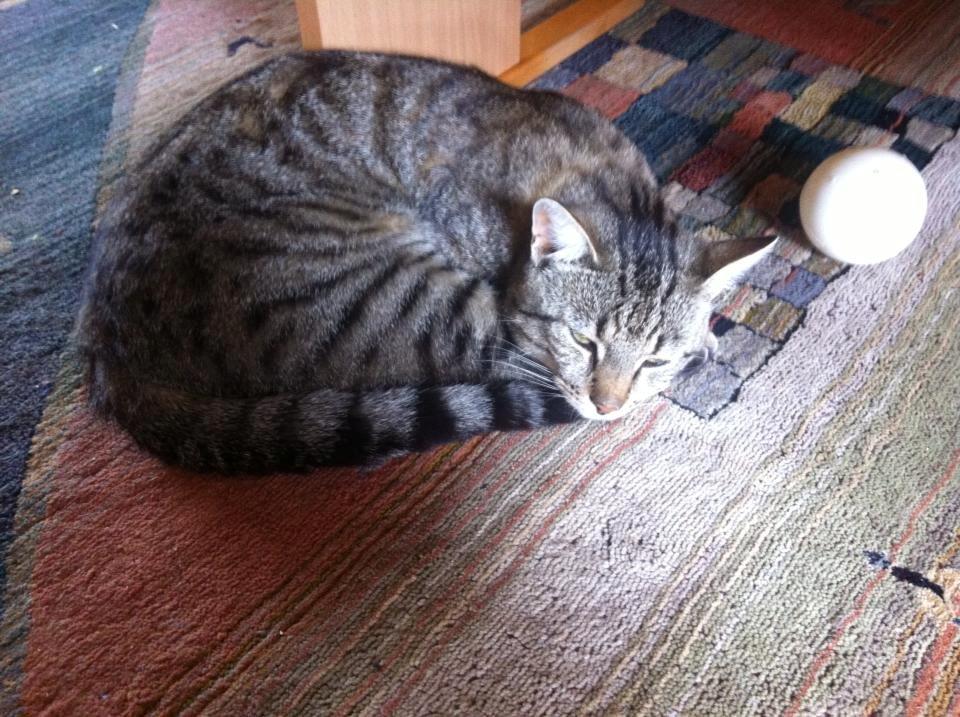 Blanding af racer † Milo † billede 12