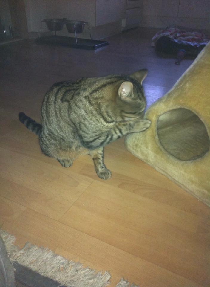 Blanding af racer † Milo † billede 13