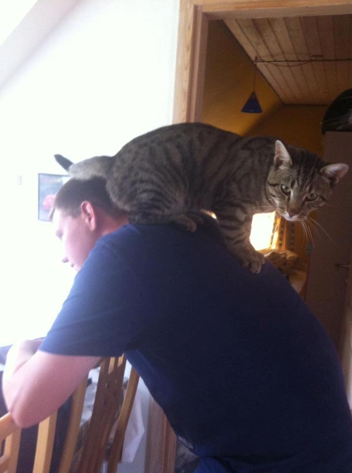 Blanding af racer † Milo † billede 15