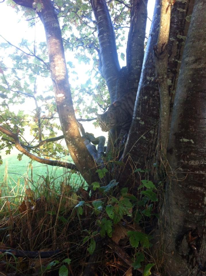 Blanding af racer † Milo † billede 16