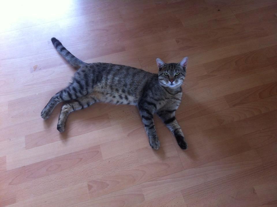 Blanding af racer † Milo † billede 14