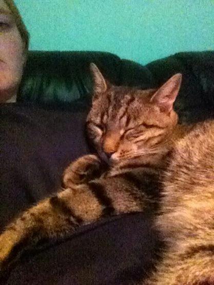 Blanding af racer † Milo † billede 17