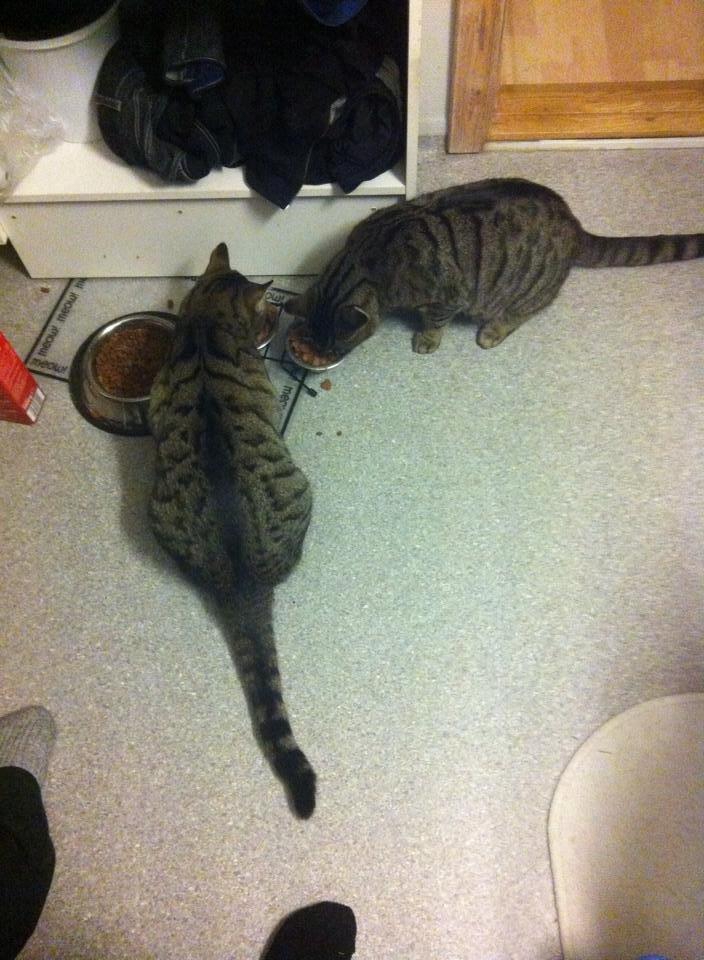 Blanding af racer † Milo † - Milo og Felix billede 18