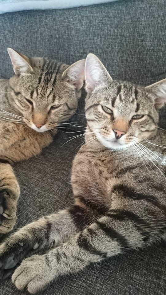 Blanding af racer † Milo † - Milo og Felix billede 20