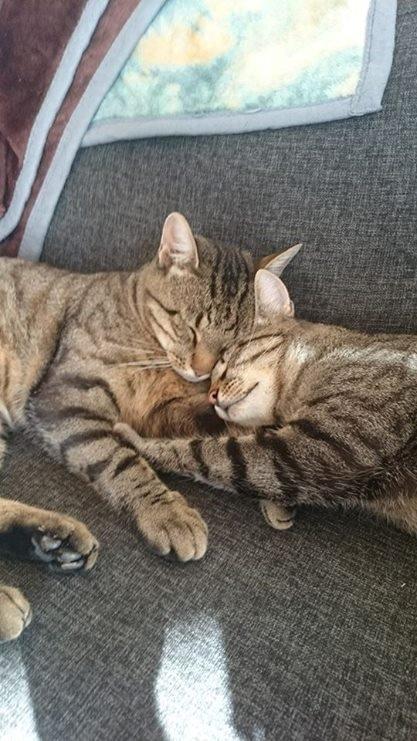 Blanding af racer † Milo † - Milo og Felix billede 21