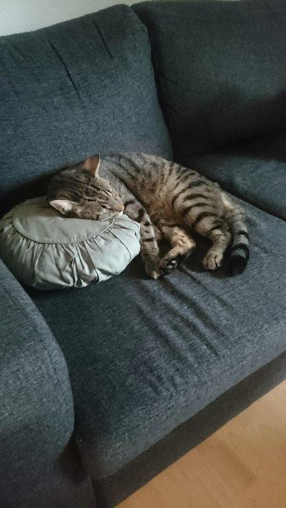 Blanding af racer † Milo † - Milo og Felix billede 22