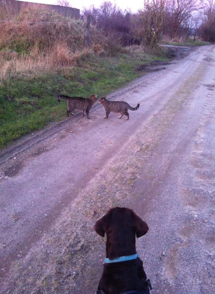 Blanding af racer † Milo † - Milo, Felix og Max billede 19