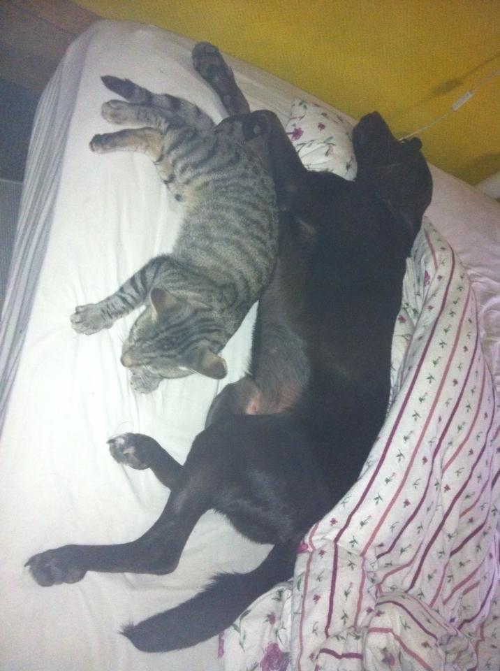 Blanding af racer † Milo † - Milo og Max billede 9