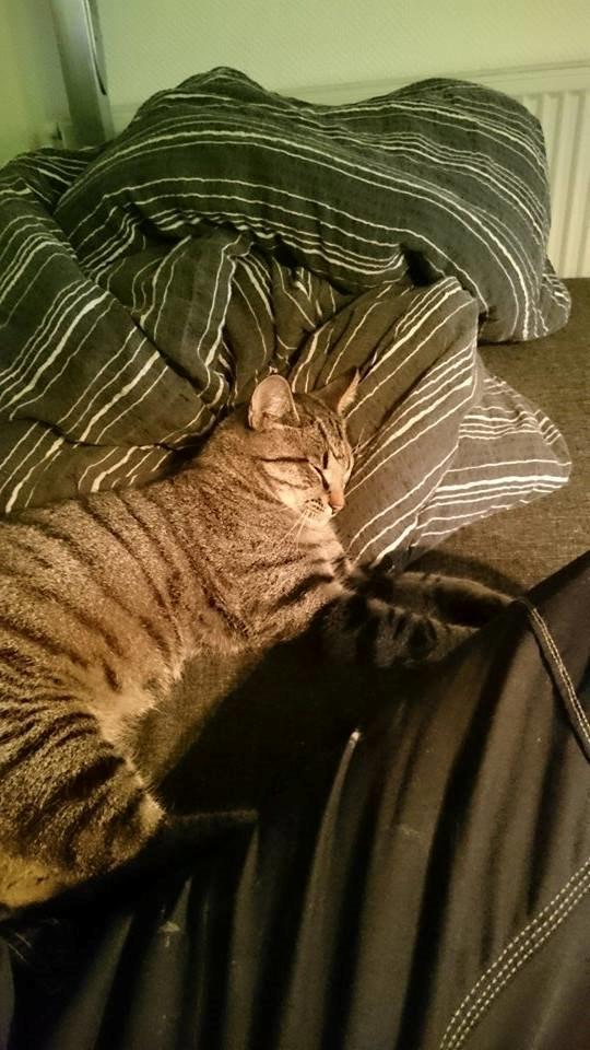 Blanding af racer Felix billede 12