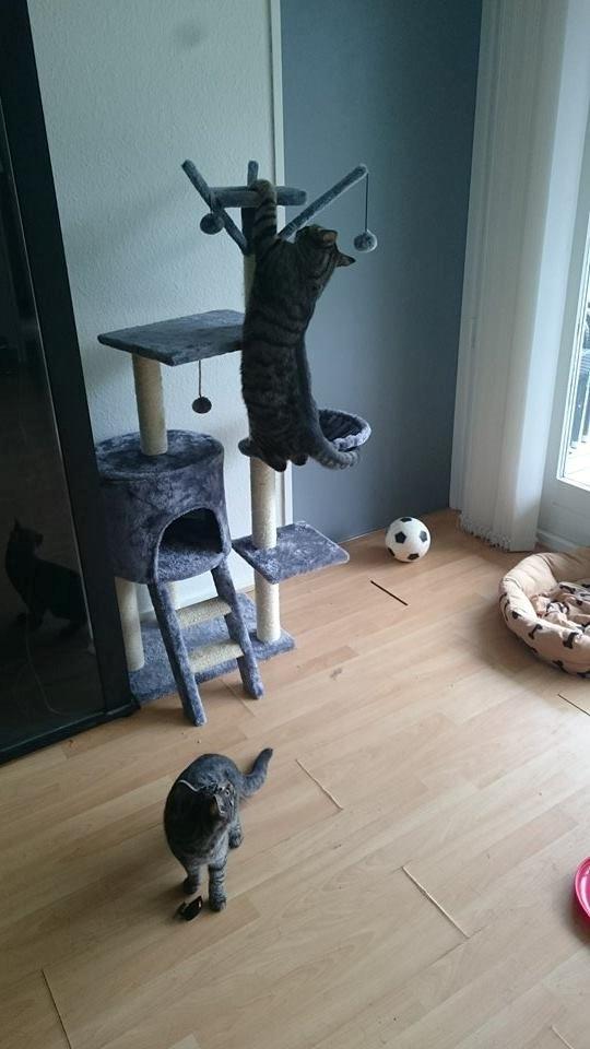 Blanding af racer Felix billede 21