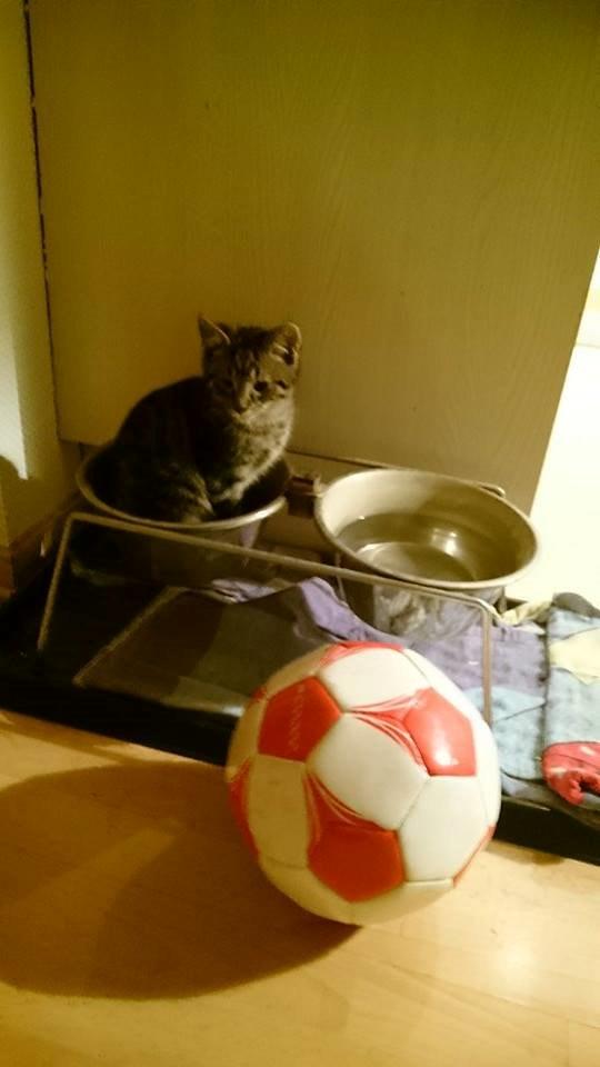 Blanding af racer Sam billede 5