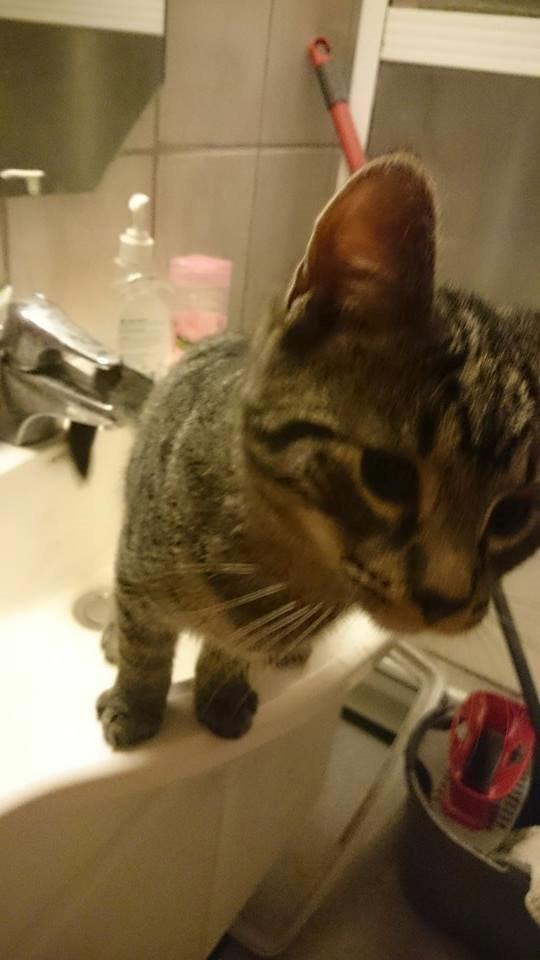 Blanding af racer Sam billede 6