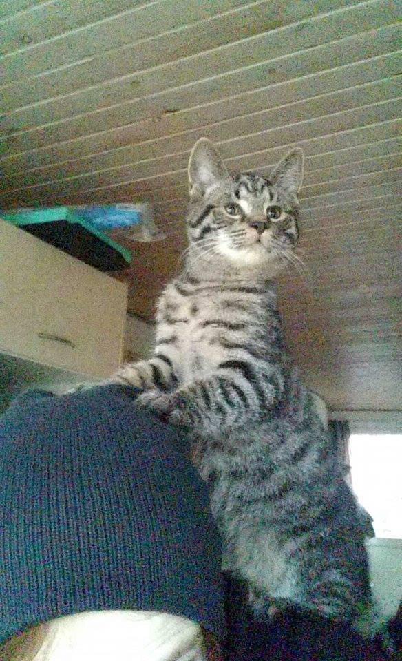 Blanding af racer Sam billede 3