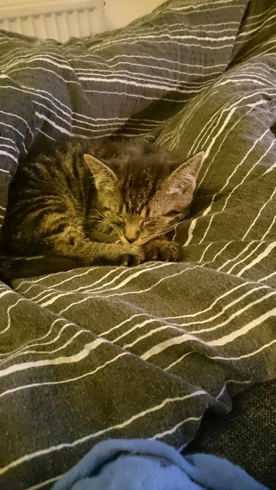 Blanding af racer Sam billede 7