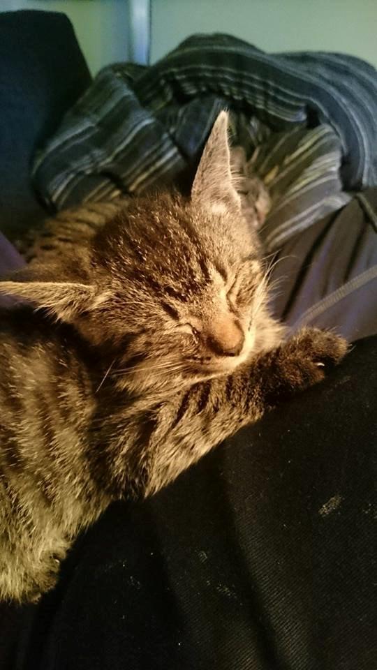 Blanding af racer Sam billede 8