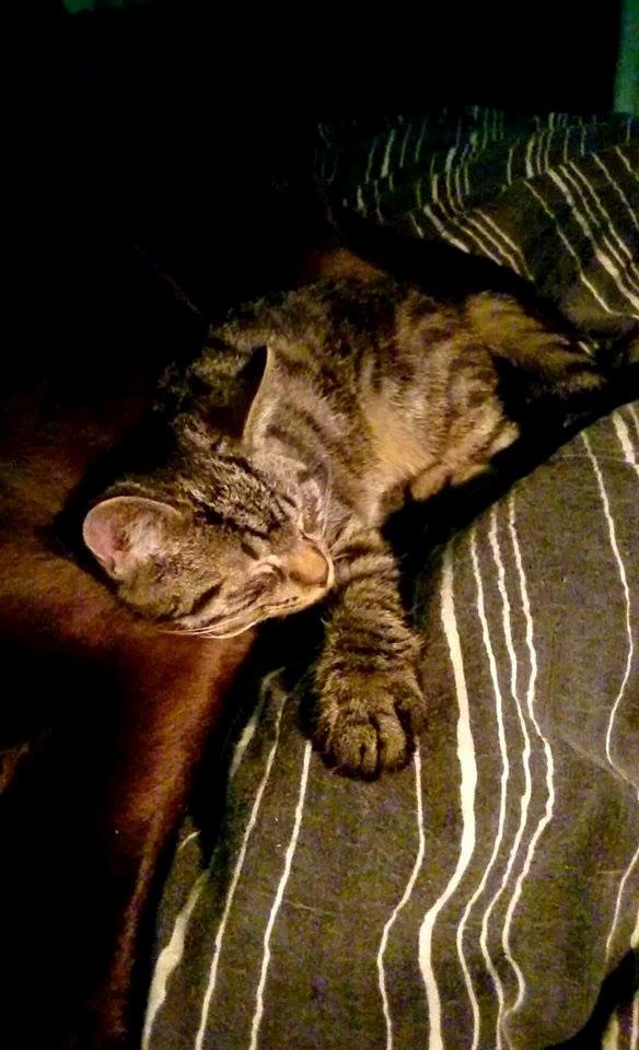 Blanding af racer Sam billede 9