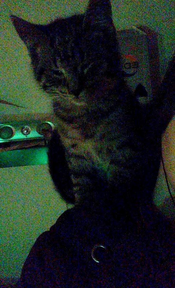 Blanding af racer Sam billede 10