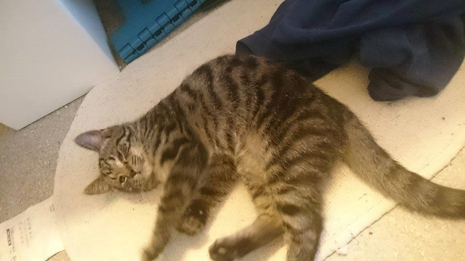 Blanding af racer Sam billede 11