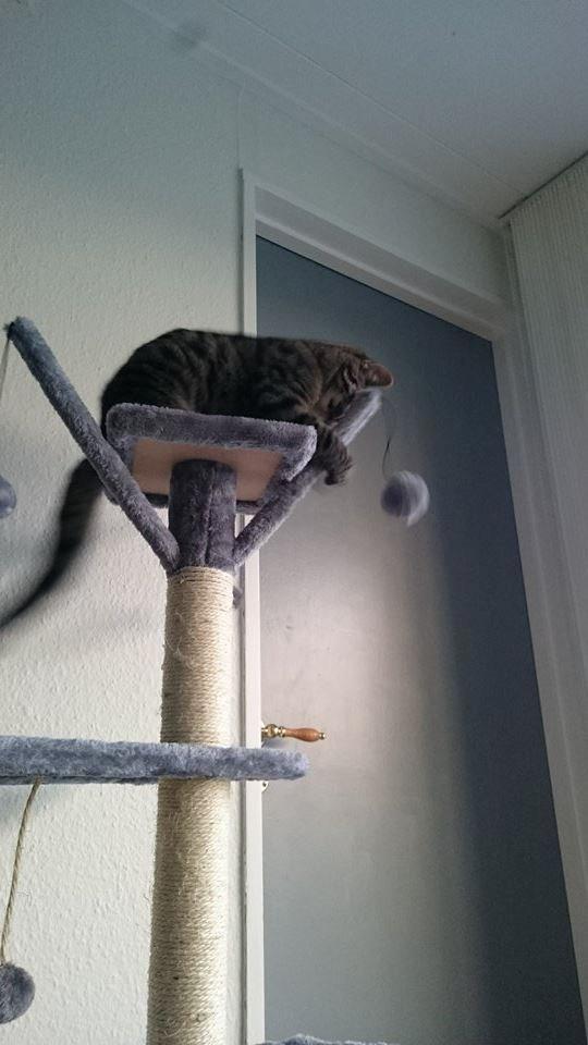 Blanding af racer Sam billede 13