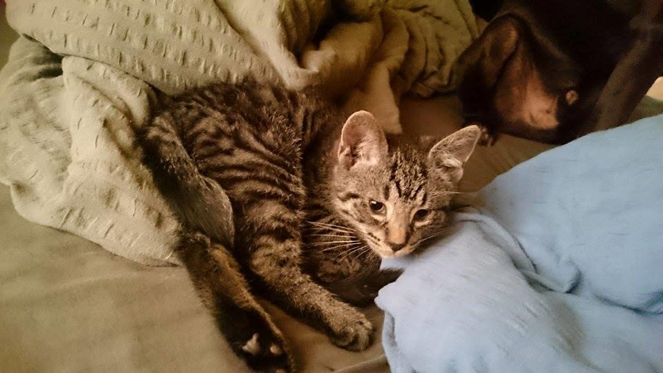 Blanding af racer Sam billede 14