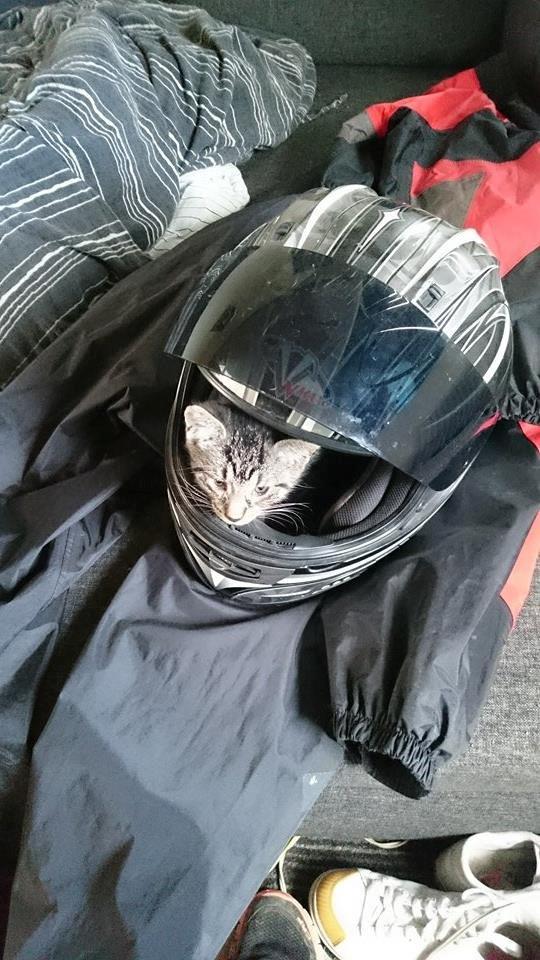 Blanding af racer Sam billede 12