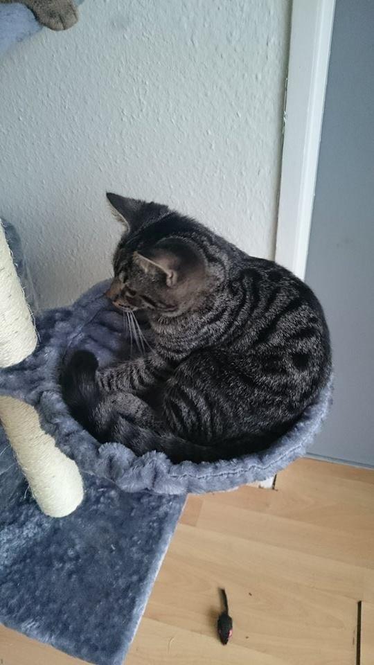 Blanding af racer Sam billede 16