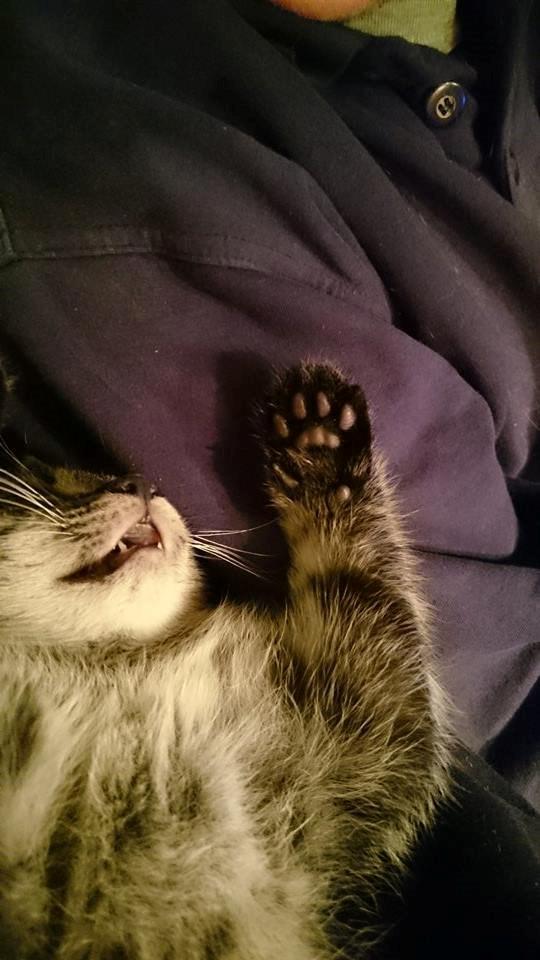 Blanding af racer Sam billede 4