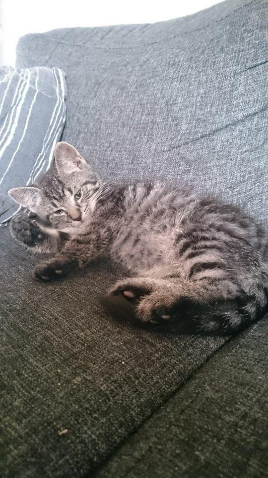 Blanding af racer Sam billede 15