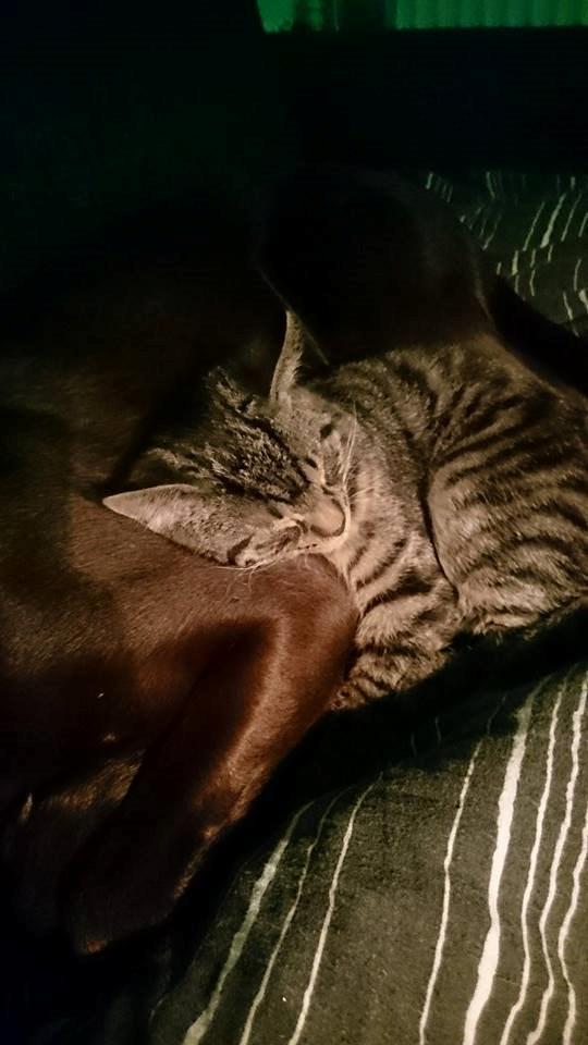 Blanding af racer Sam billede 19