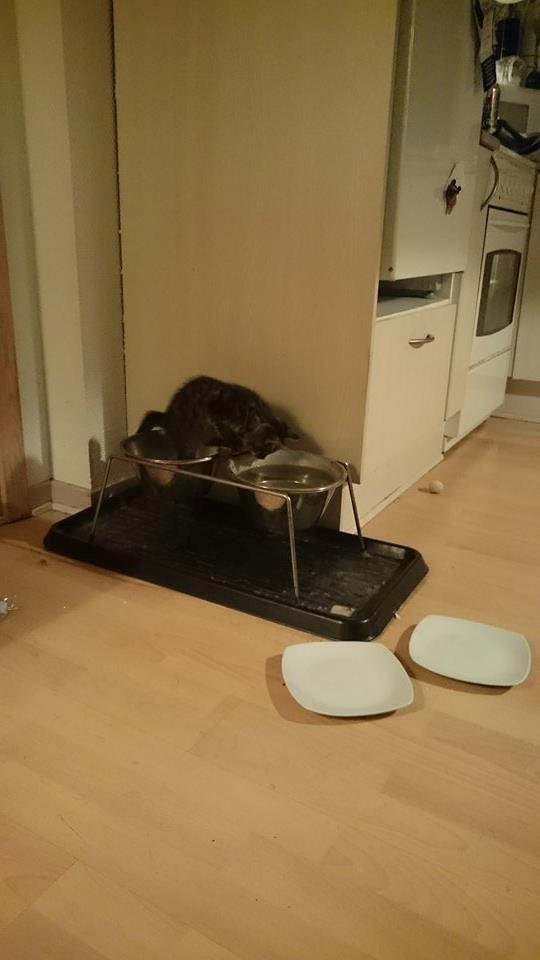 Blanding af racer Sam billede 20