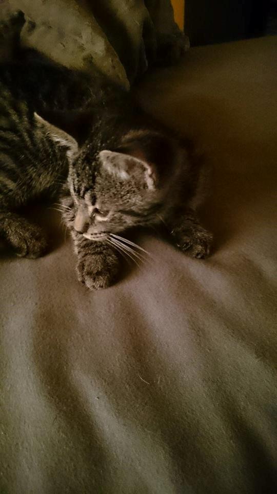 Blanding af racer Sam billede 21